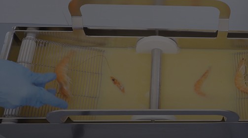 BREAD 2000 HT - Impanatrice a ciclo continuo | Nilma