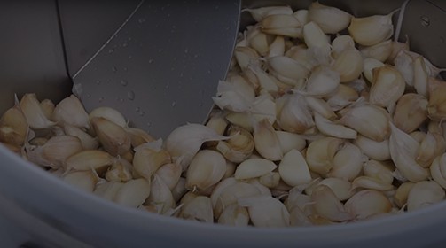 BOXER - Hochgeschwindigkeitsschälmaschine für Knoblauch - Nilma